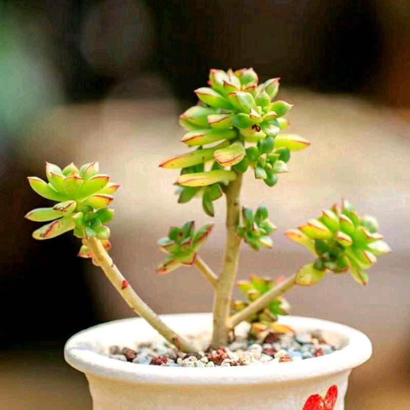 兮颜