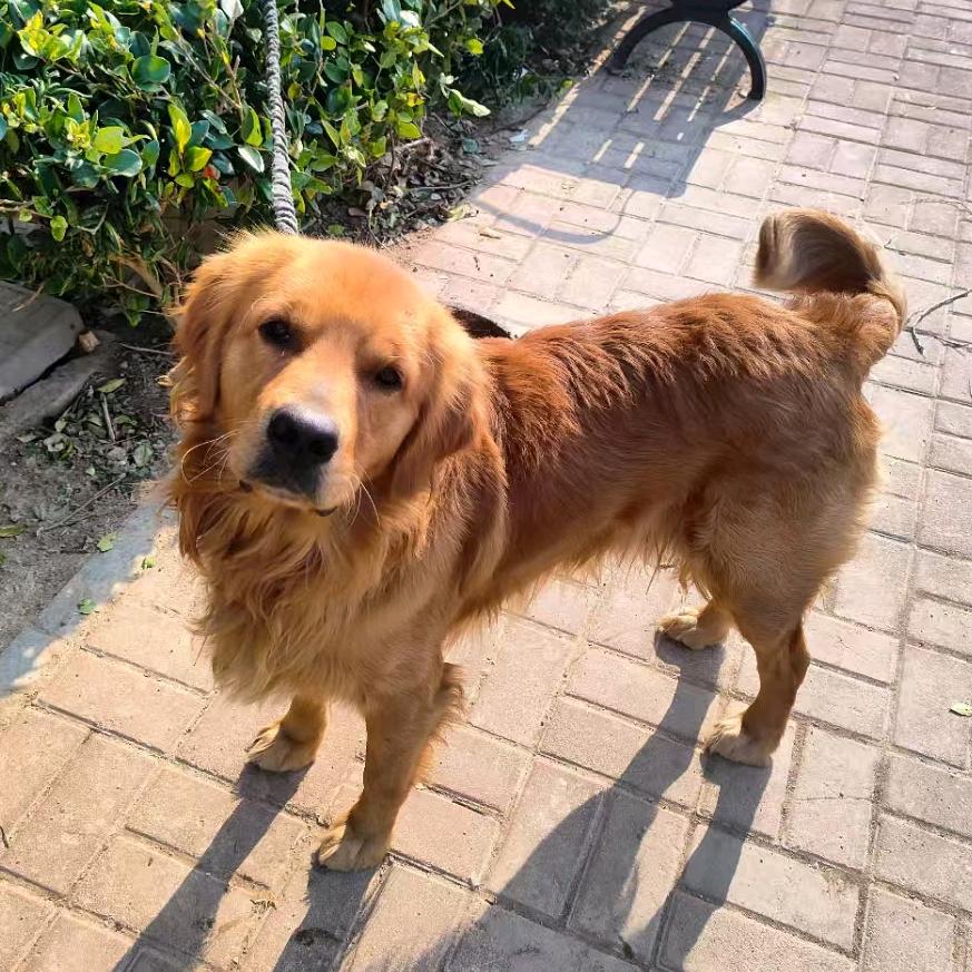 家淇姐的流浪小动物爱心小院