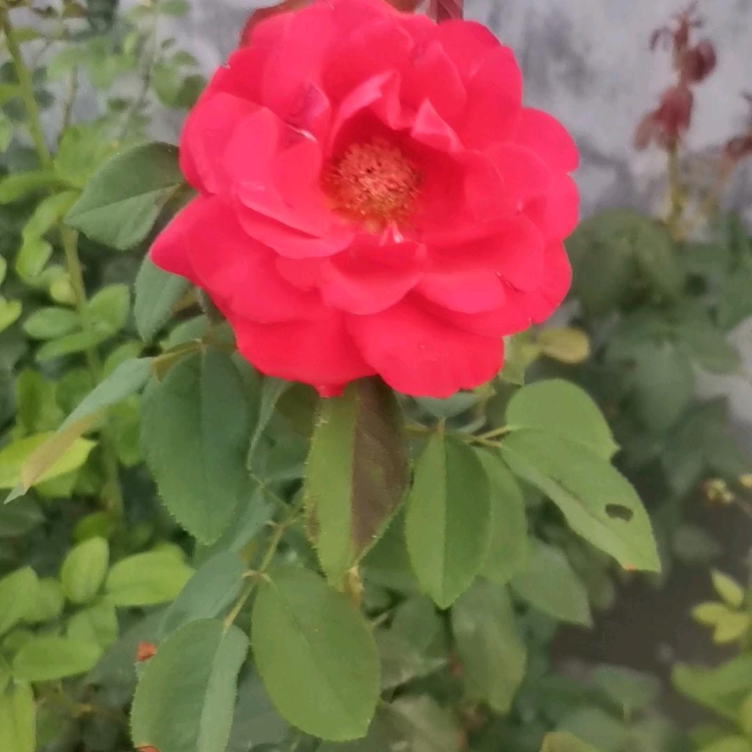 刘瑞生