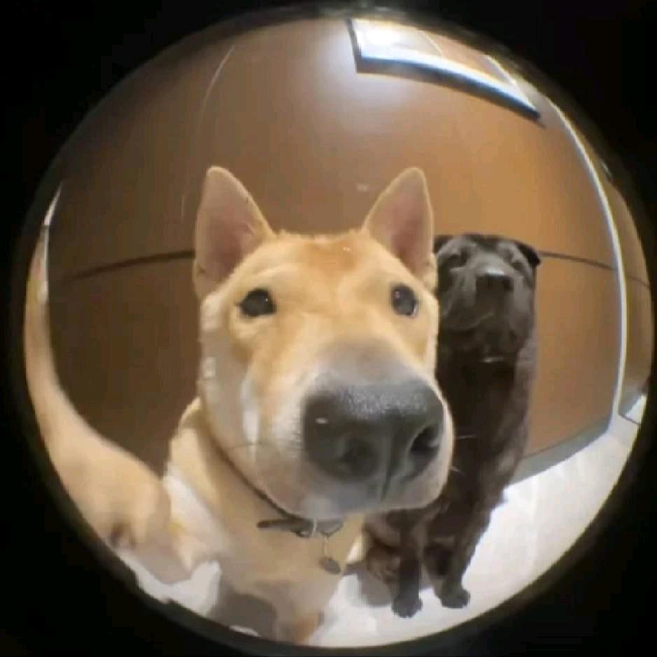 白仙儿