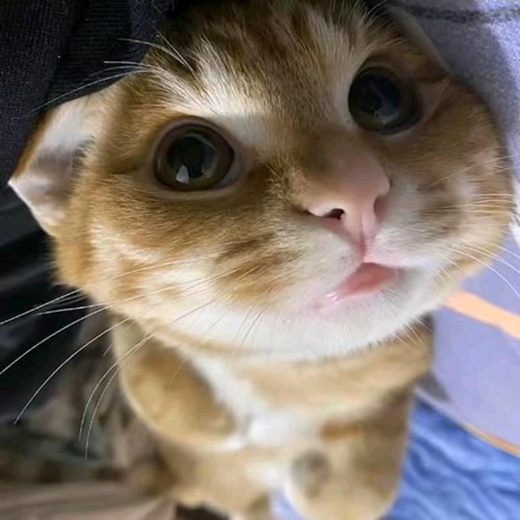 u哈尼