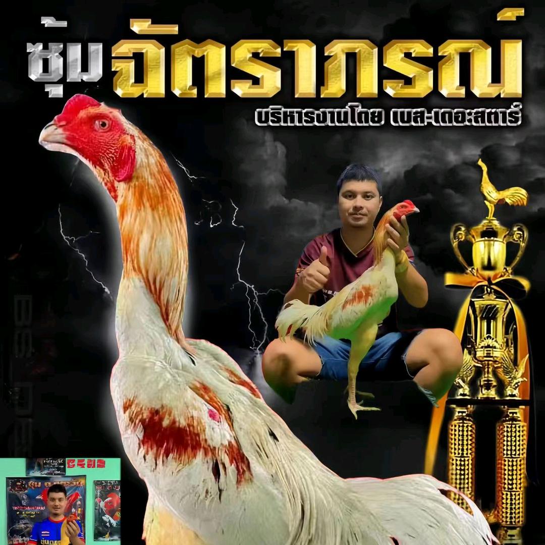 🐓盖泰繁殖🐓