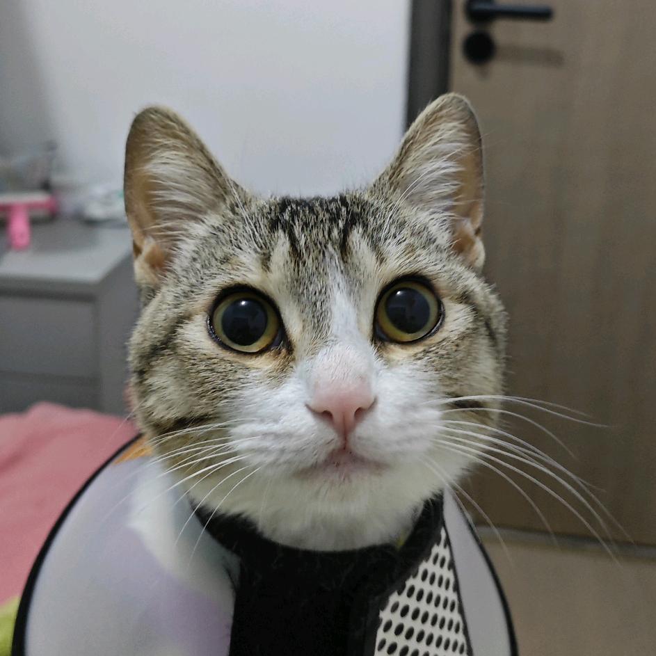 别逼我在最快乐的地方扇你（客厅和大狂欢版