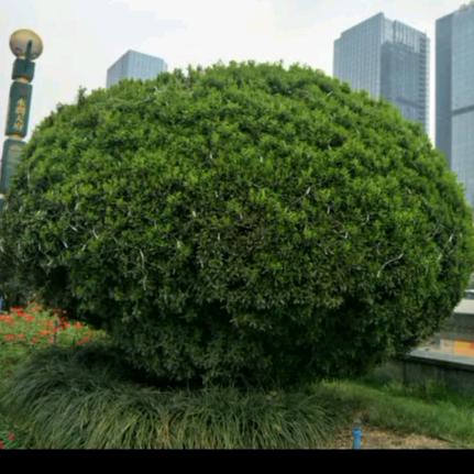 苗木种植:小叶黄杨