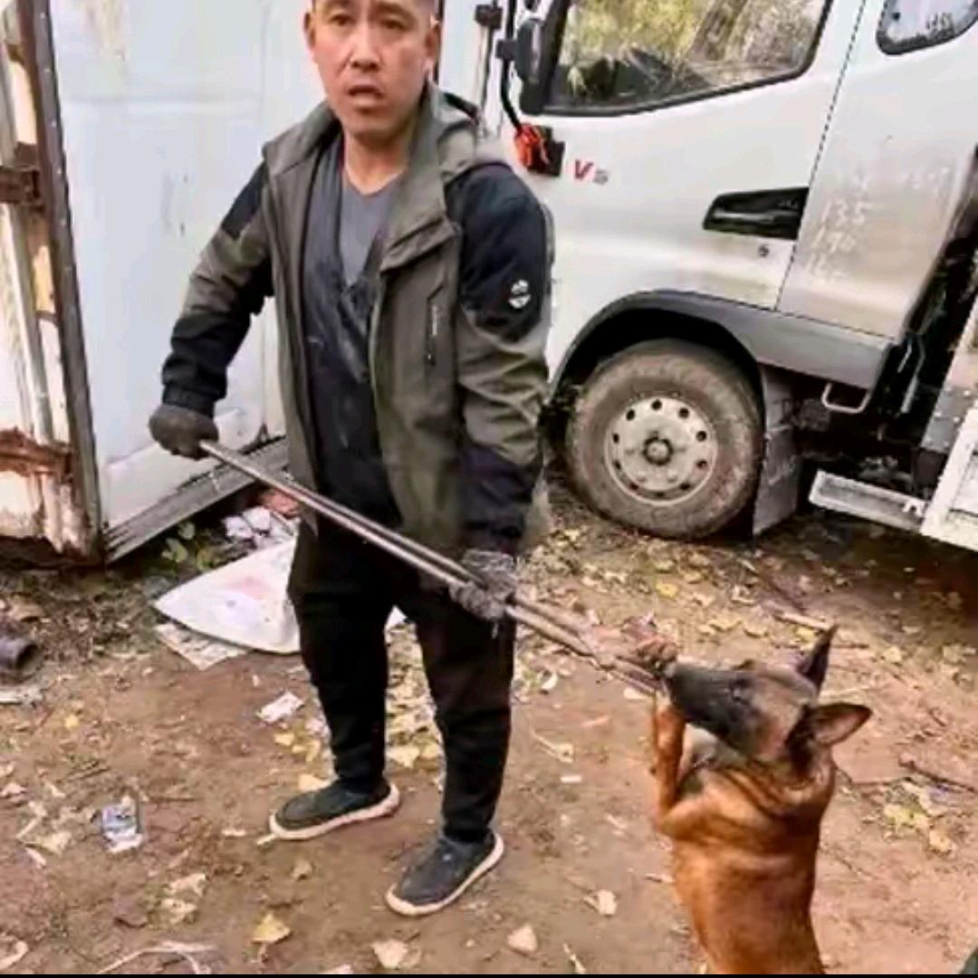 AAA专业套狗J师傅（专套舔狗）