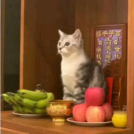 嘲风RR