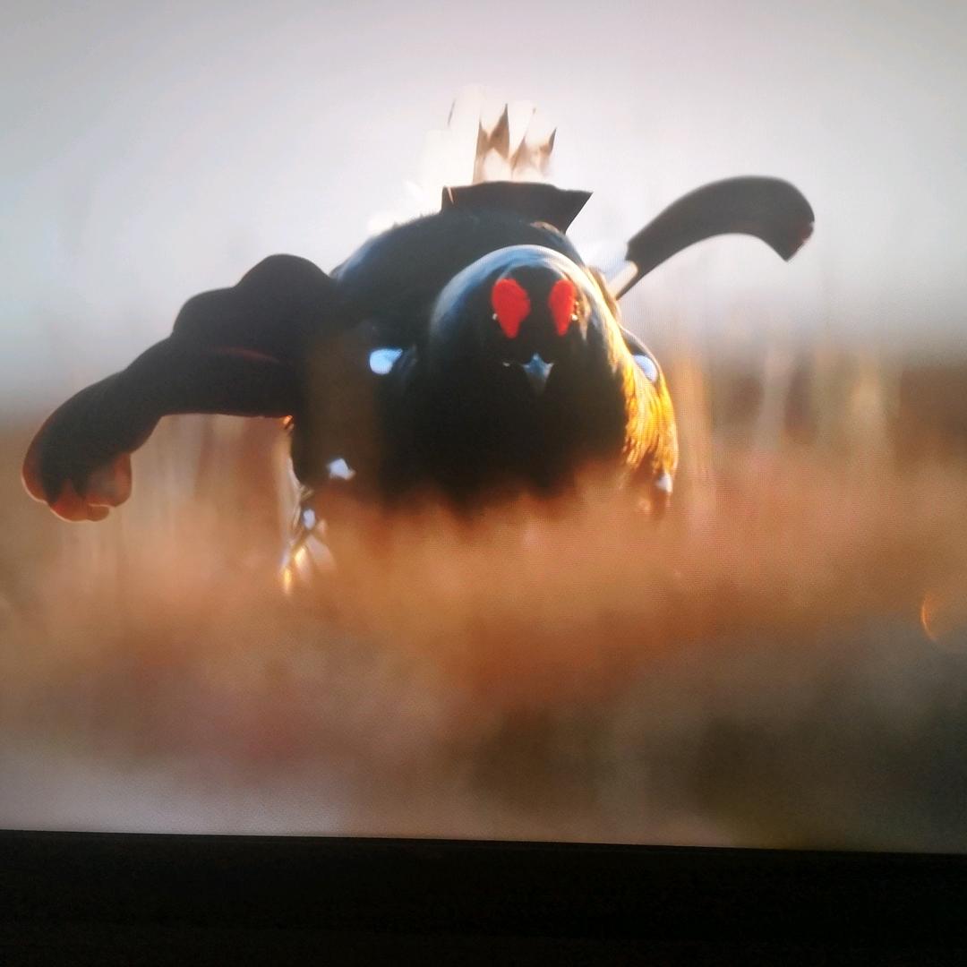 追风者666