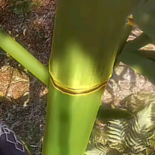 十年孤竹（特点是坚韧）