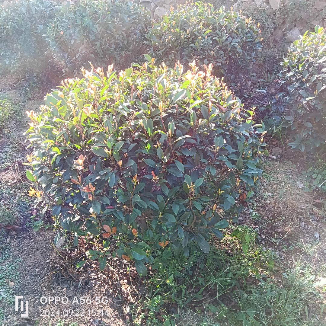 南湖助农劳务队