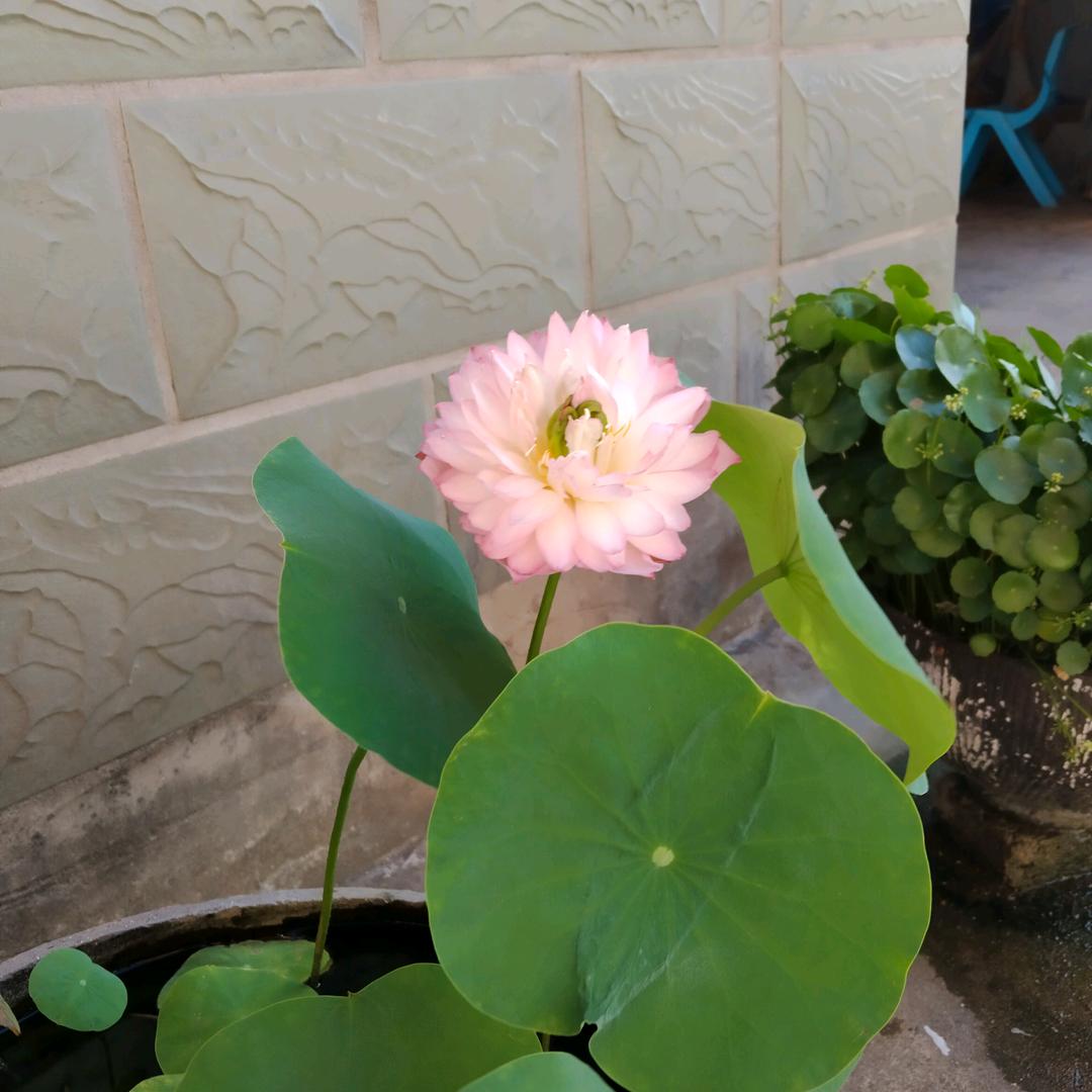 幸运🍀⭐️☀️