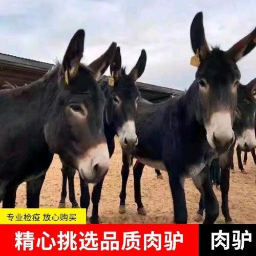 大型改良德州肉驴总场