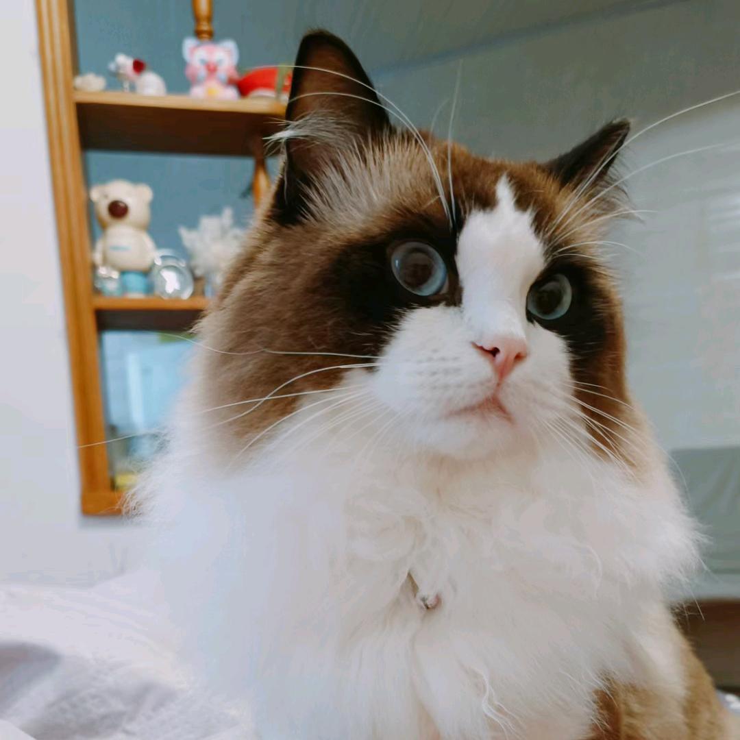 猫🐱