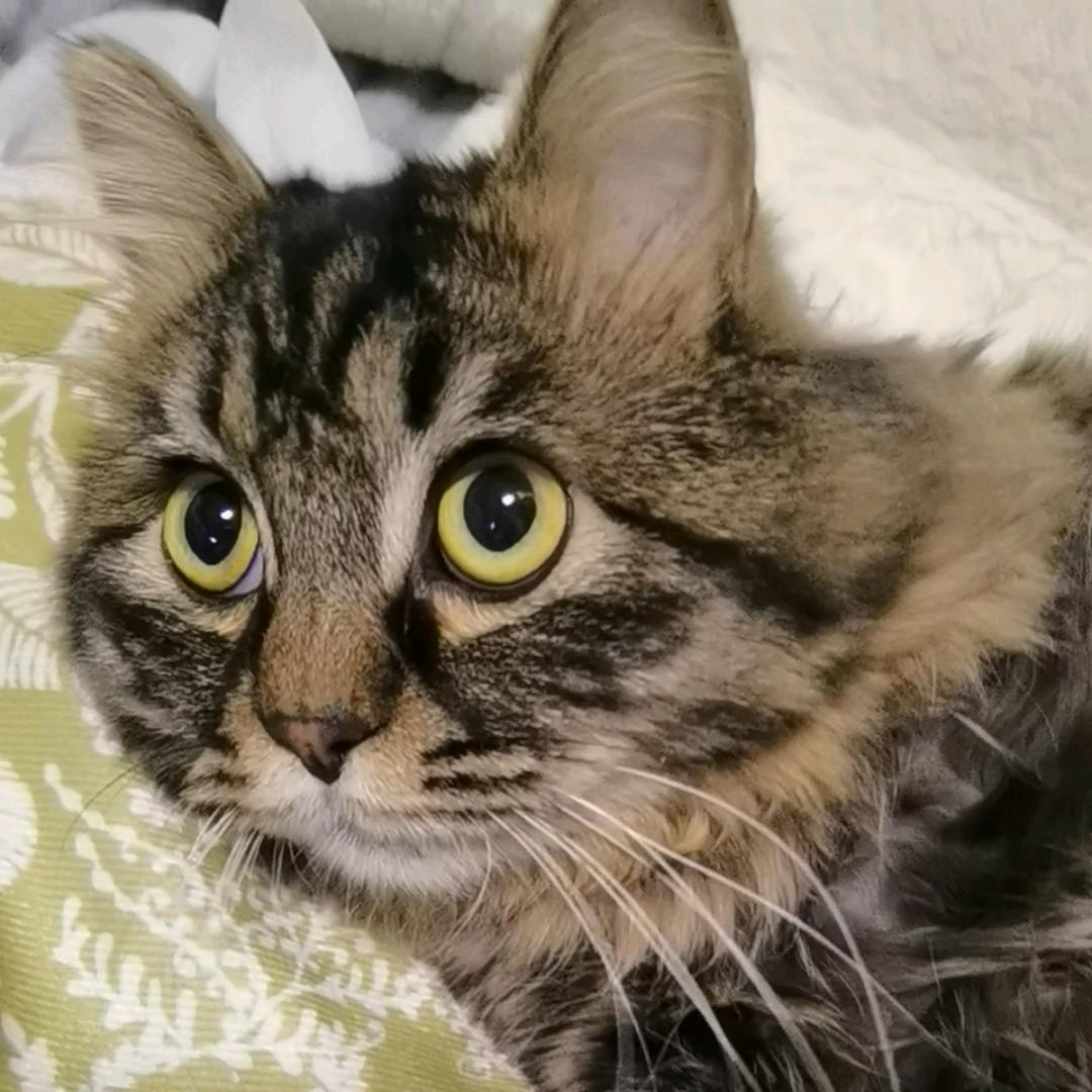 散修猫