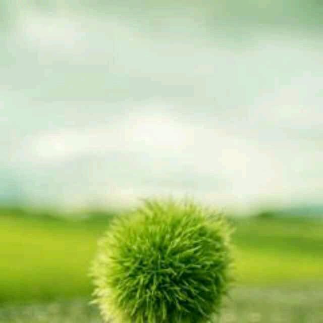 琴姐