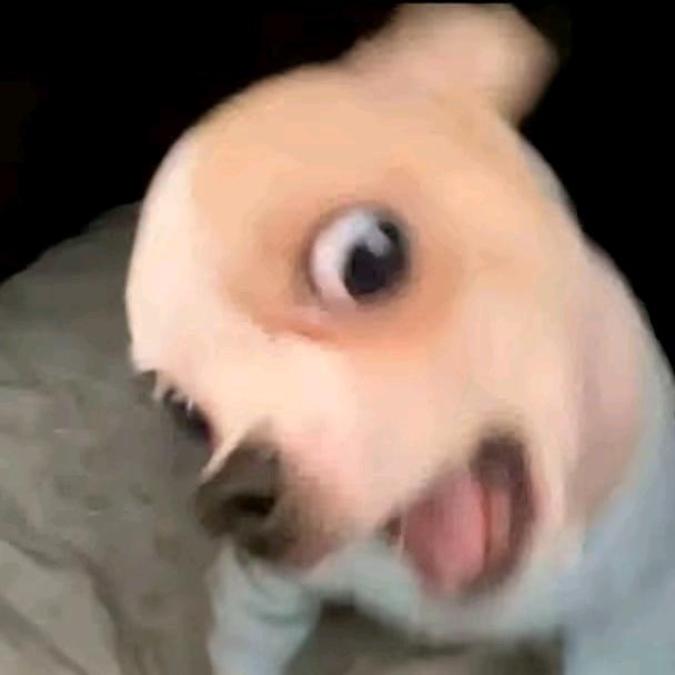 🦦