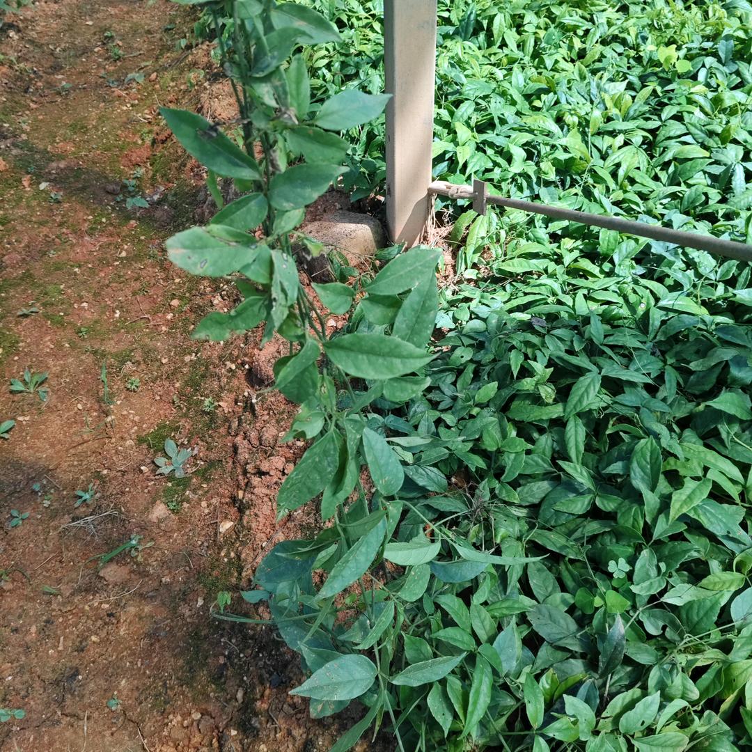 阳哥特殊种植
