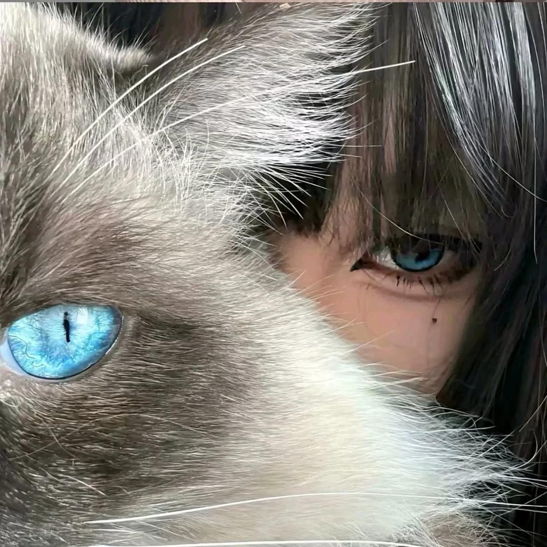 扑棱蛾子