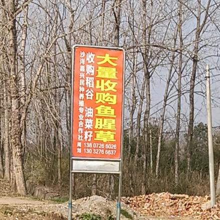 新农人雄哥专业鱼腥草清洗