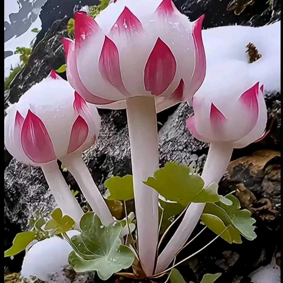 旺财小强（拒私聊）