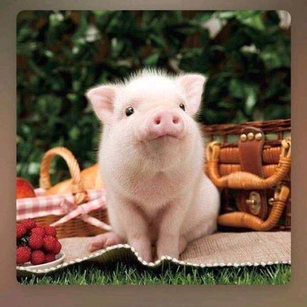 一头有追求的🐷