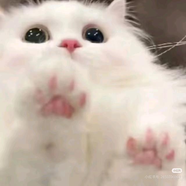 粥苗苗