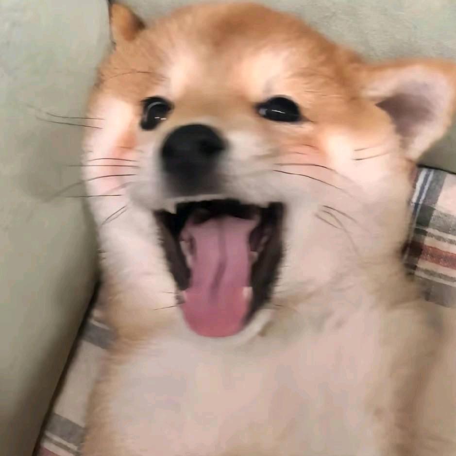 小豪学长（重庆工程学院）