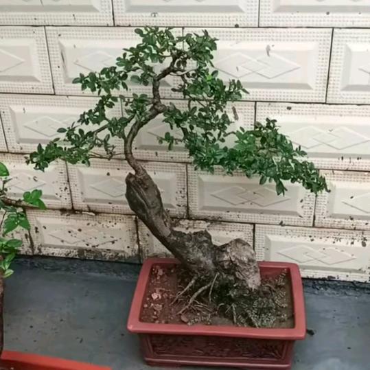 榆☞石☜缘@经典藏石