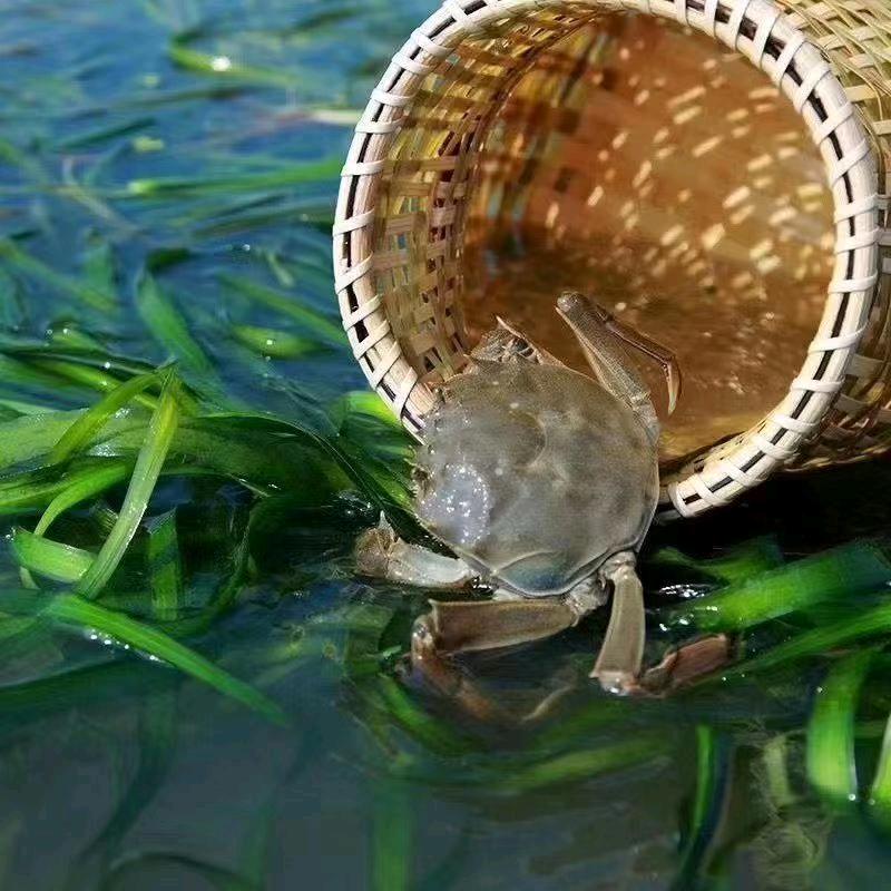 🦀🦀蟹蟹你的爱🦀🦀