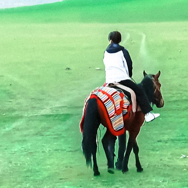 月季花有亿计划