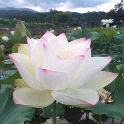 🇨🇳中原一朵花(虚空)