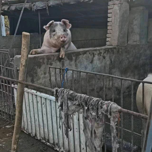 雷英俊
