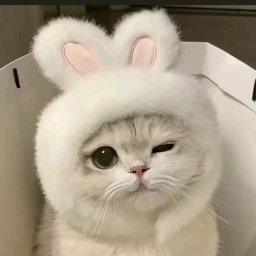 小猫不吃🐟吗？