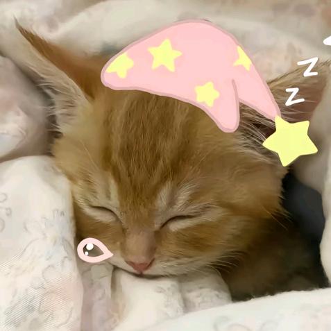 不睡觉哪有力气吃饭啊