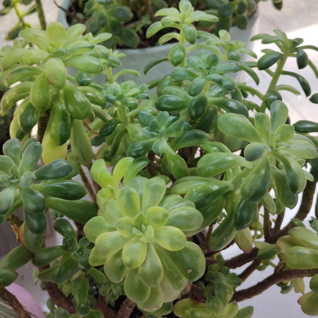 随意