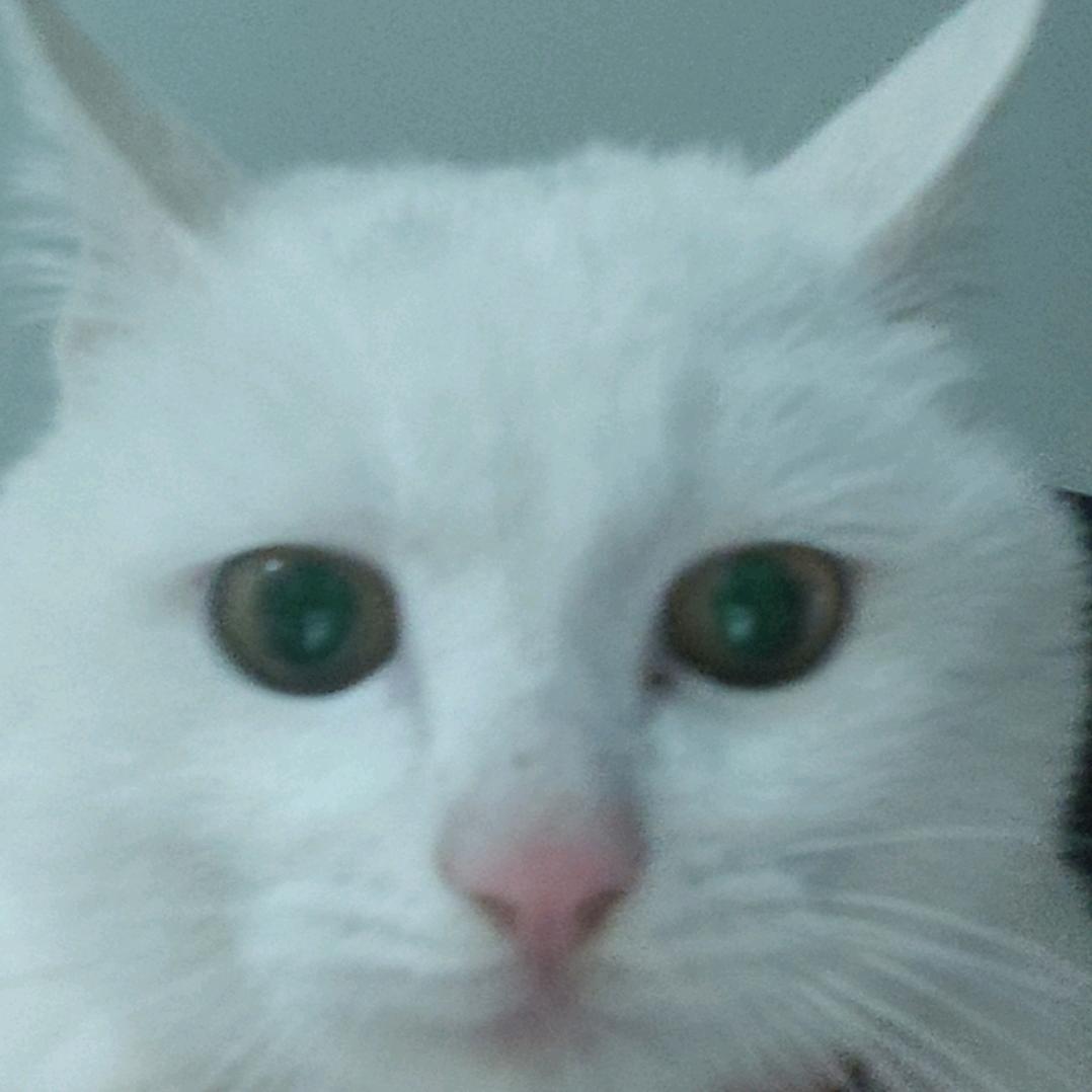小猫是神将