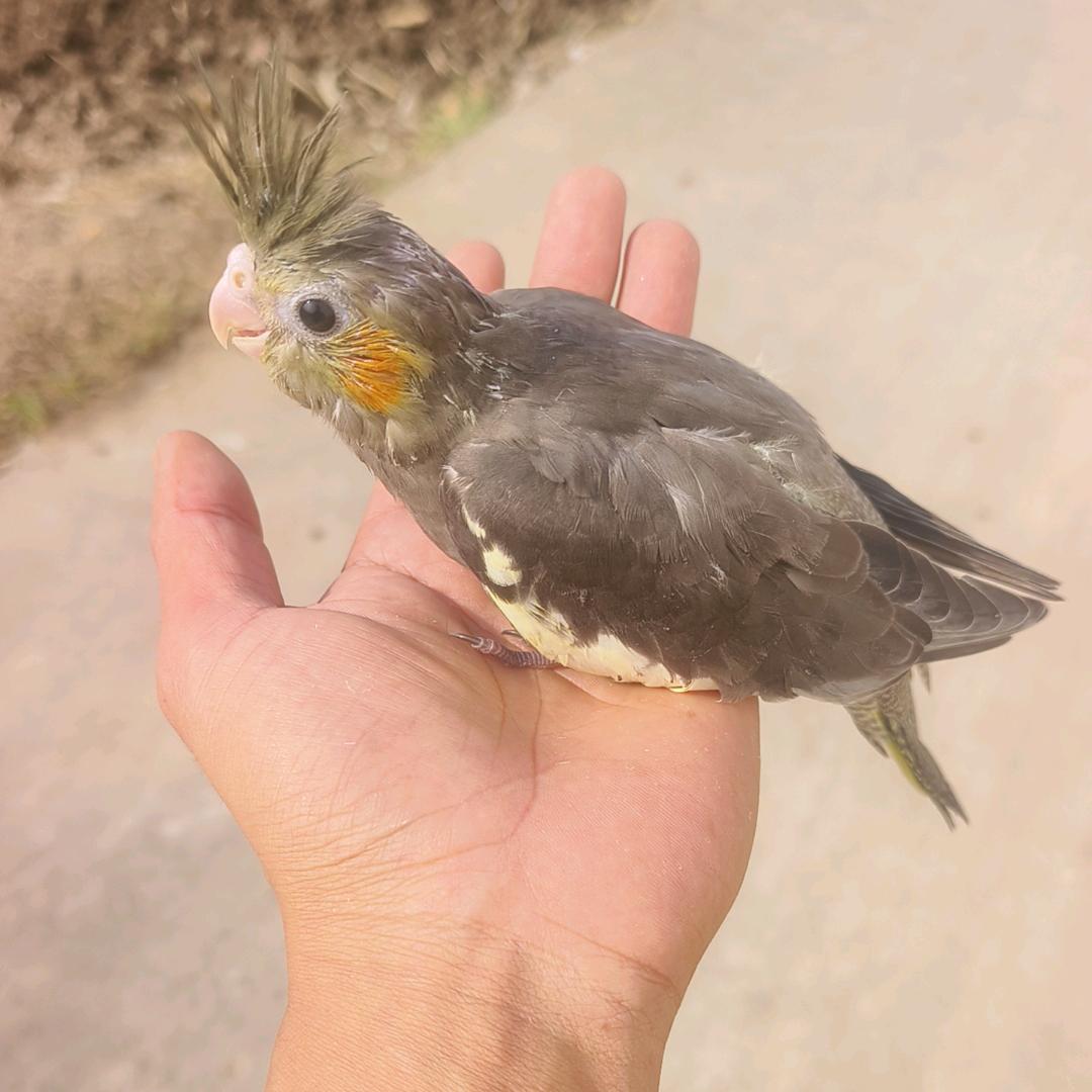 婧琪小黑萌宠