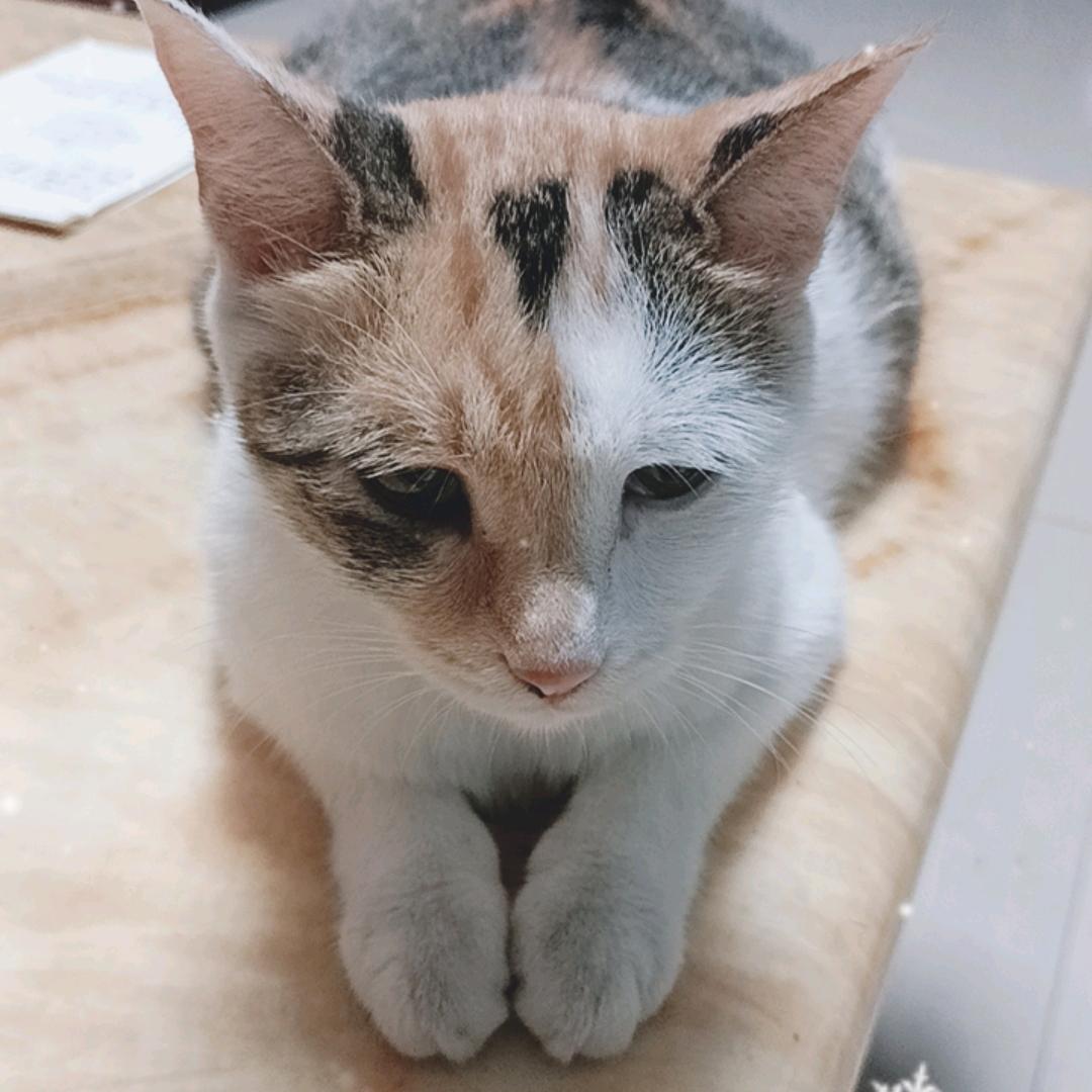 娟姐