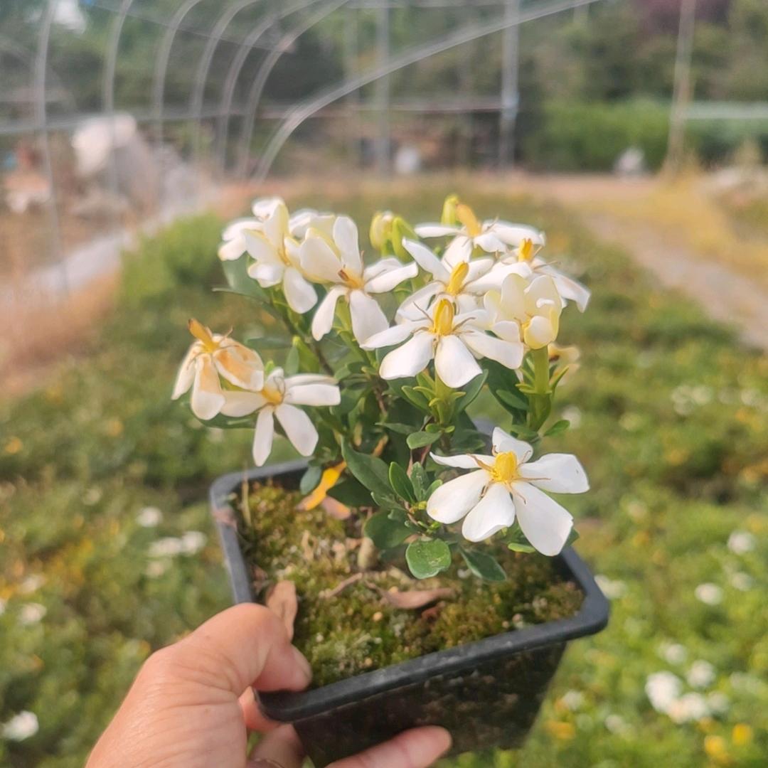 栀子花基地