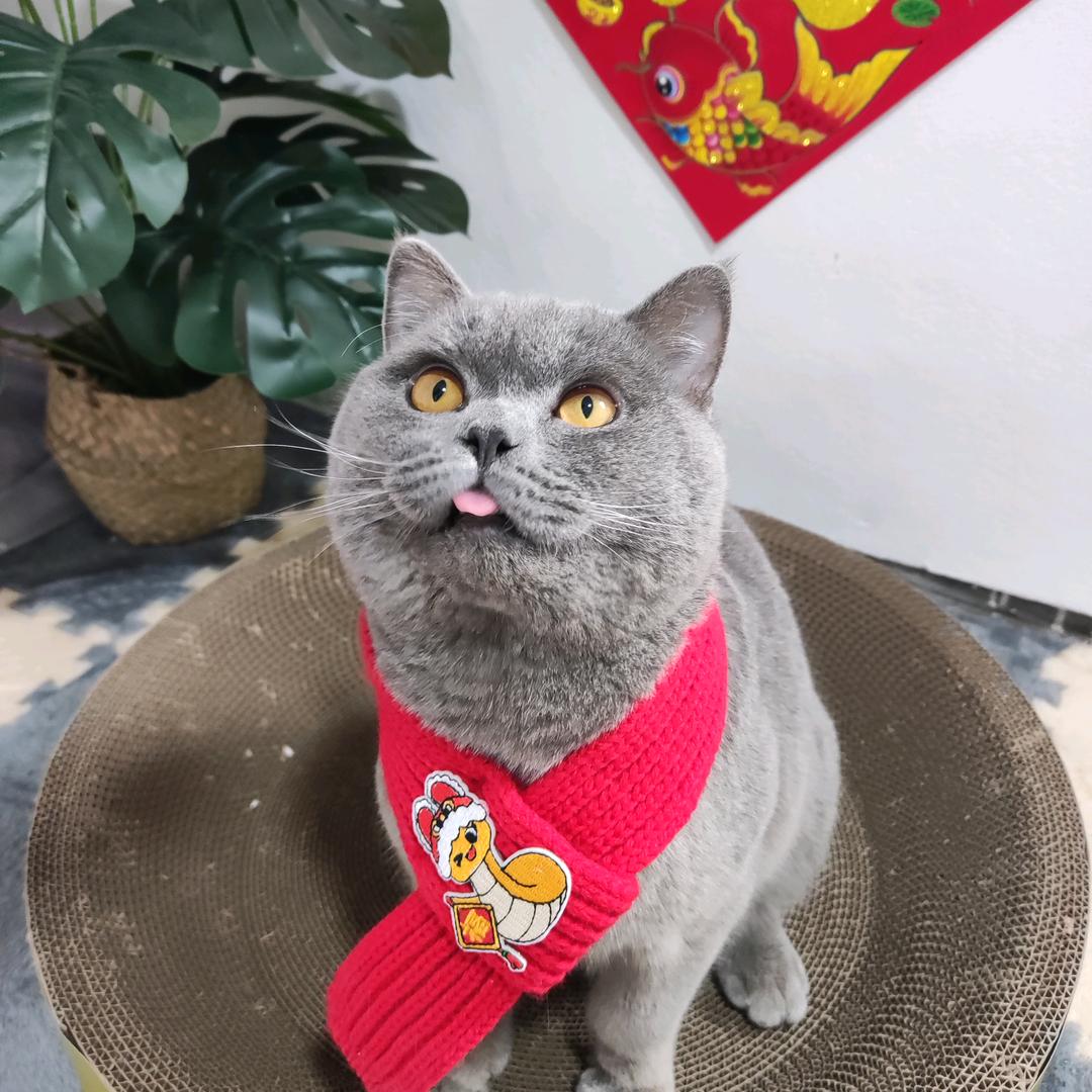 喵星秘语