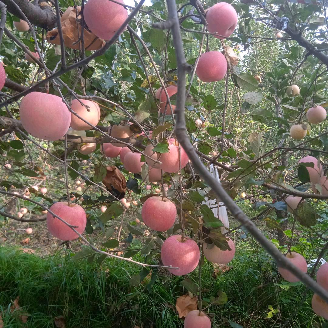 老陈哥