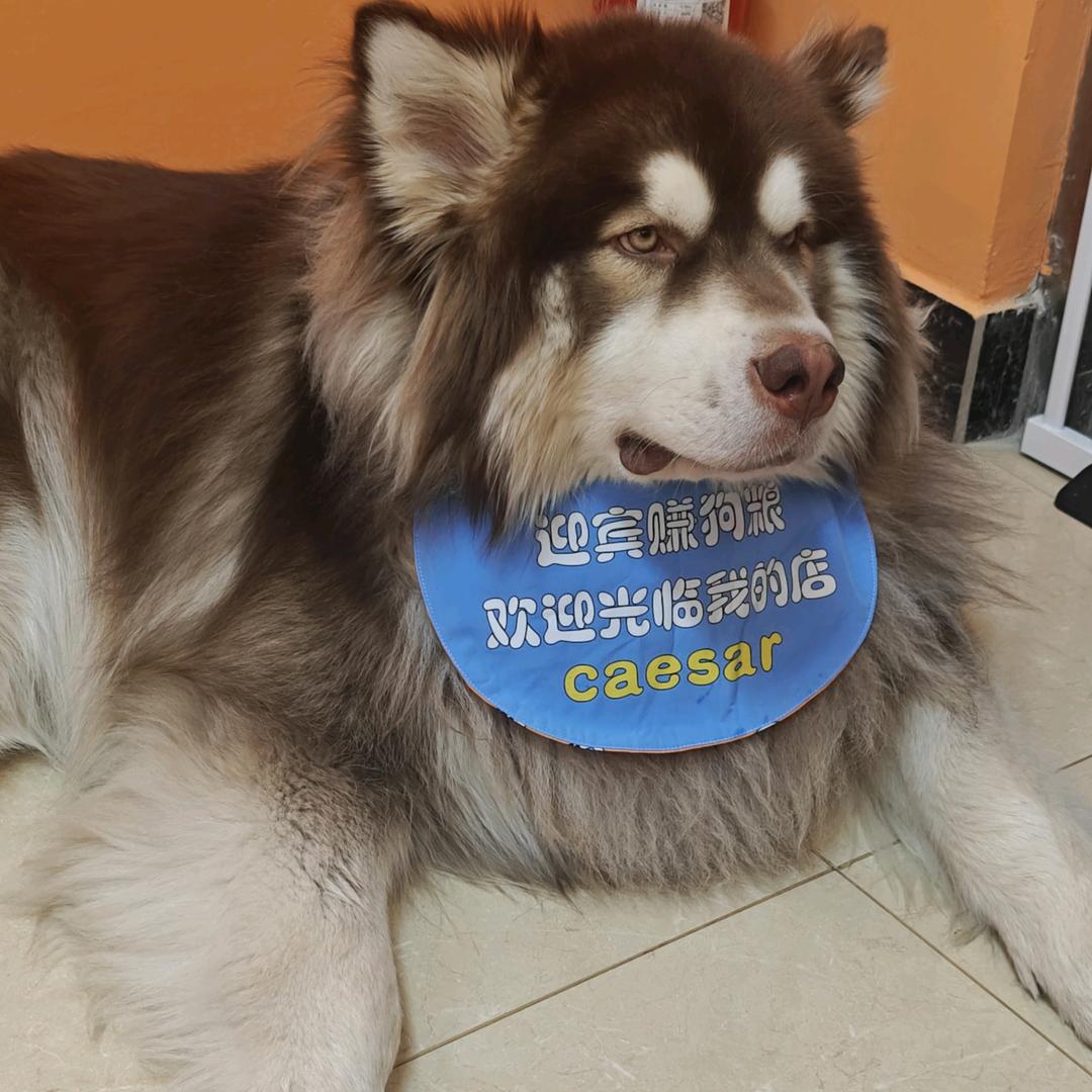 小鲸姨宠物自助洗护(长春南路友好店)