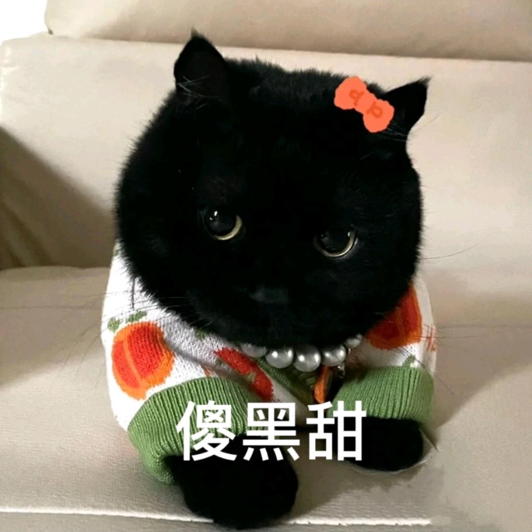 幸福的喵喵咪