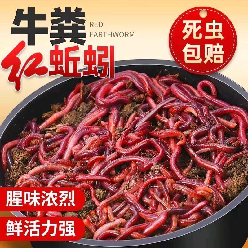 浪涌杆渔具店
