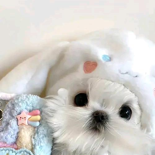 🍑宝宝鱼❛˓◞˂̵✧头像