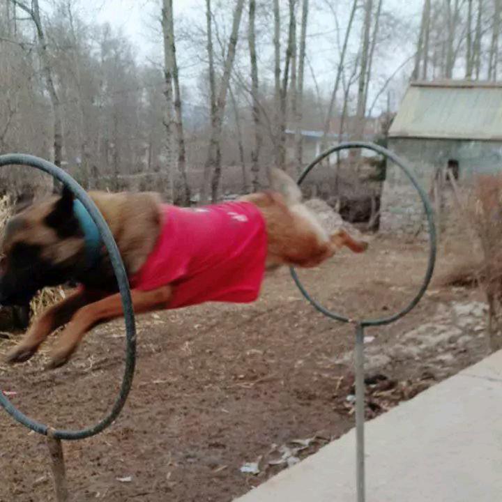 训犬人