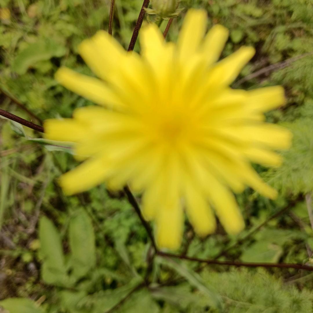 ☘️微微☘️🌿🍀☘️