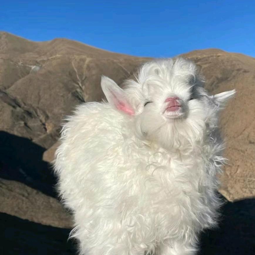 失业小羊🐏