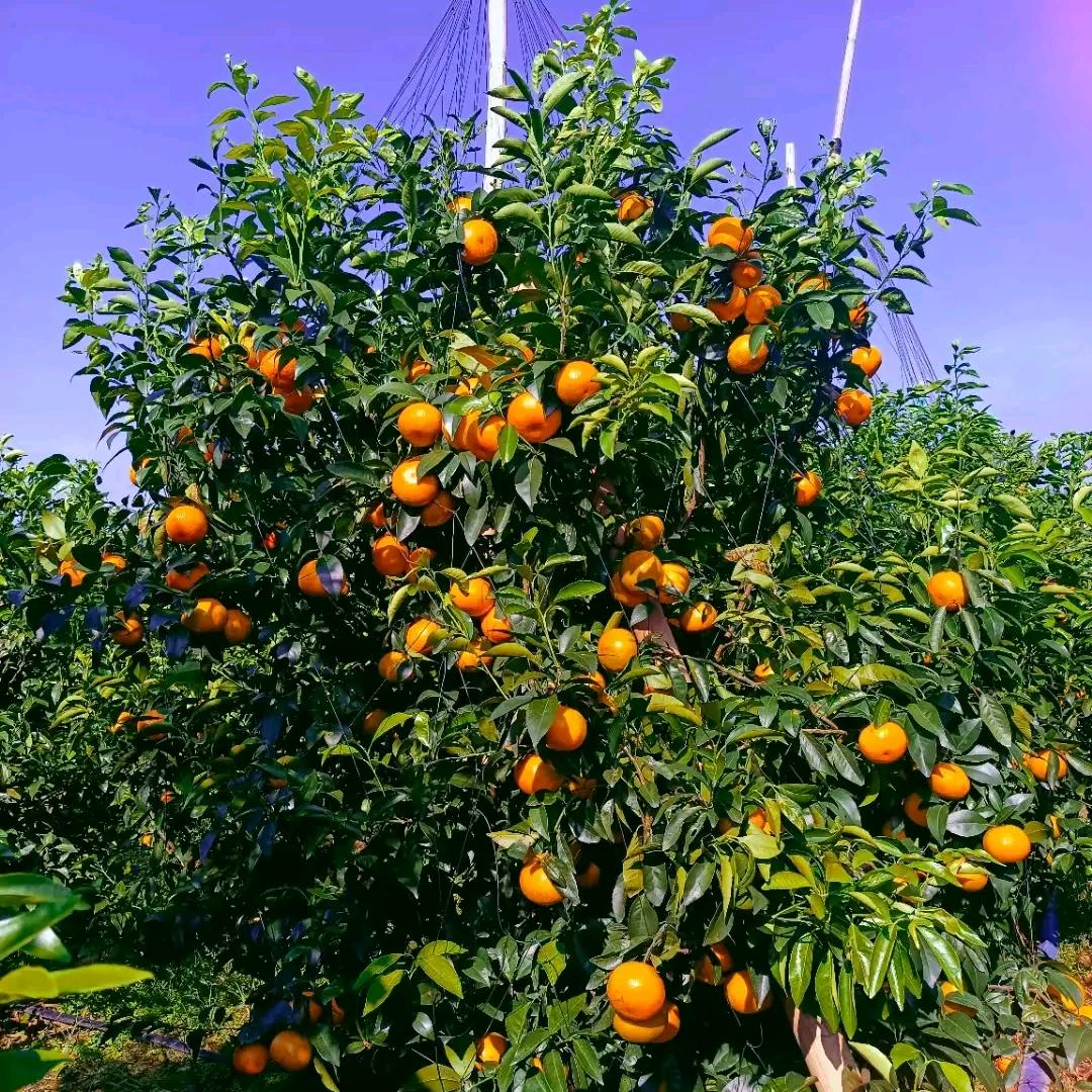 赣州军翔CAAC无人机考证