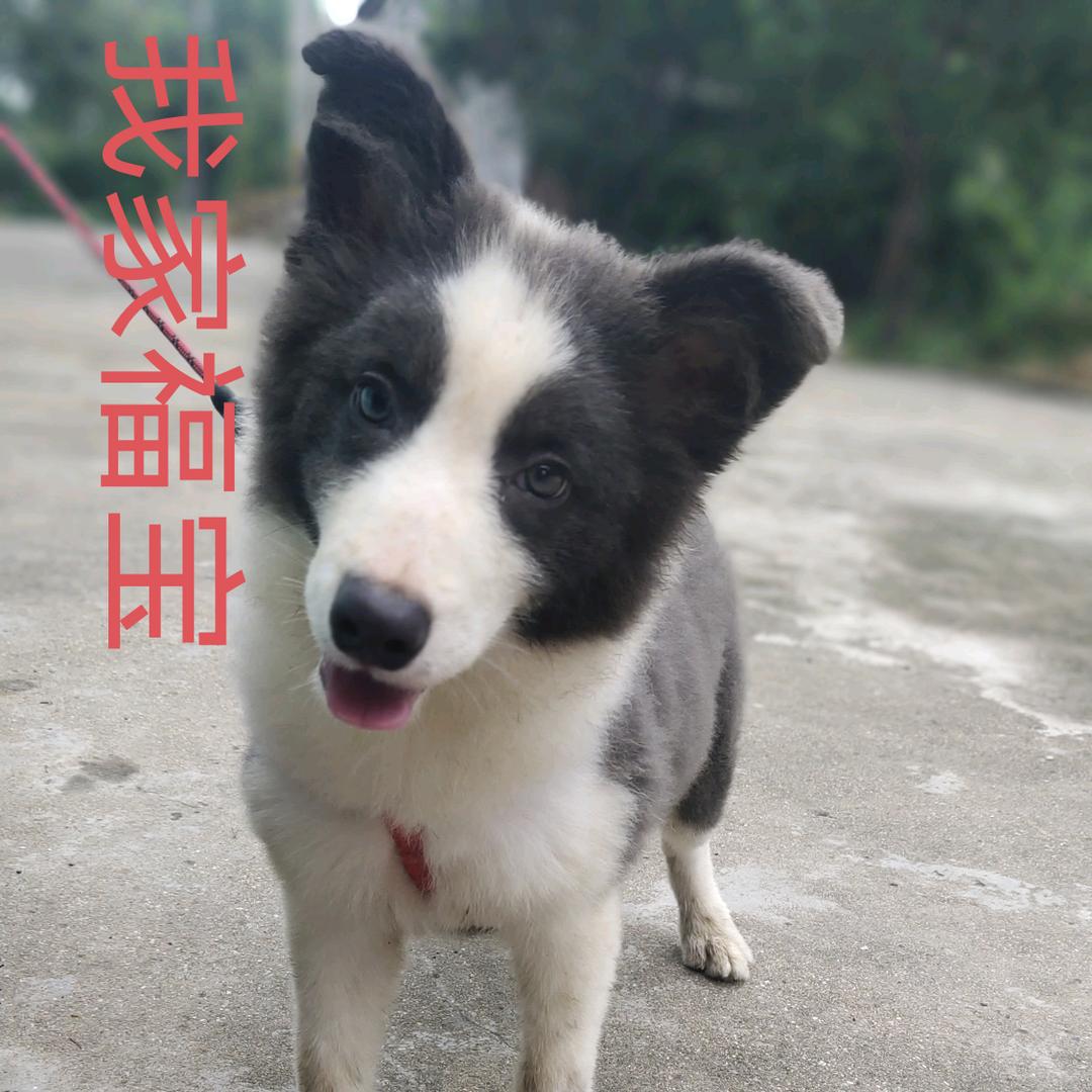 我家边牧福宝