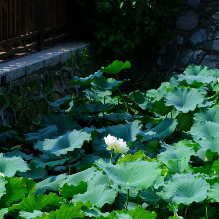杨大姐